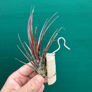 Tillandsia - Charon’s Crystal ex. Pachara NEW