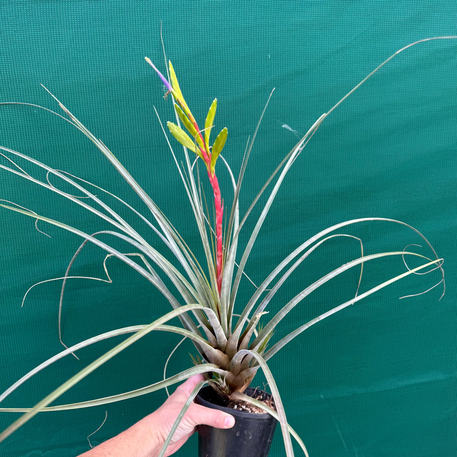 Tillandsia - aff. botterii ex PT NEW