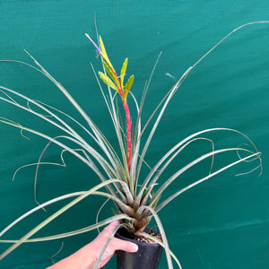 Tillandsia - aff. botterii ex PT NEW