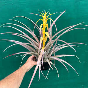 Tillandsia - capitata Yellow x capitata Marron ex. OM