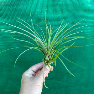 Tillandsia - chlorophylla ‘Small Form’ ex. PT