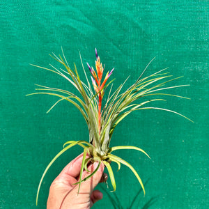 Tillandsia - chlorophylla ‘Small Form’ ex. PT