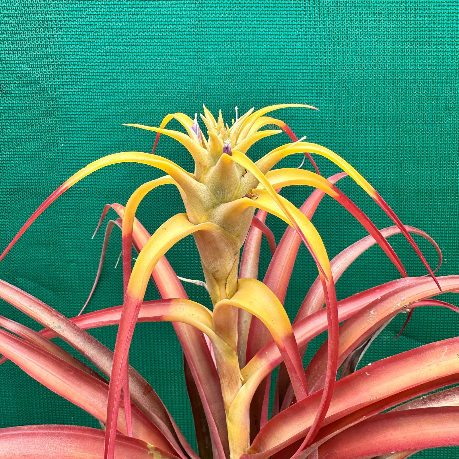 Tillandsia - capitata ‘Marron Double Pupper’ ex. Tropiflora