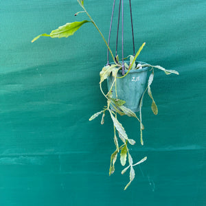 Rhipsalis oblonga - R19