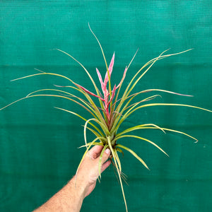 Tillandsia - trieta x streptophylla ex. BG