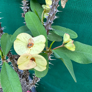 Poysean - Euphorbia milii P033