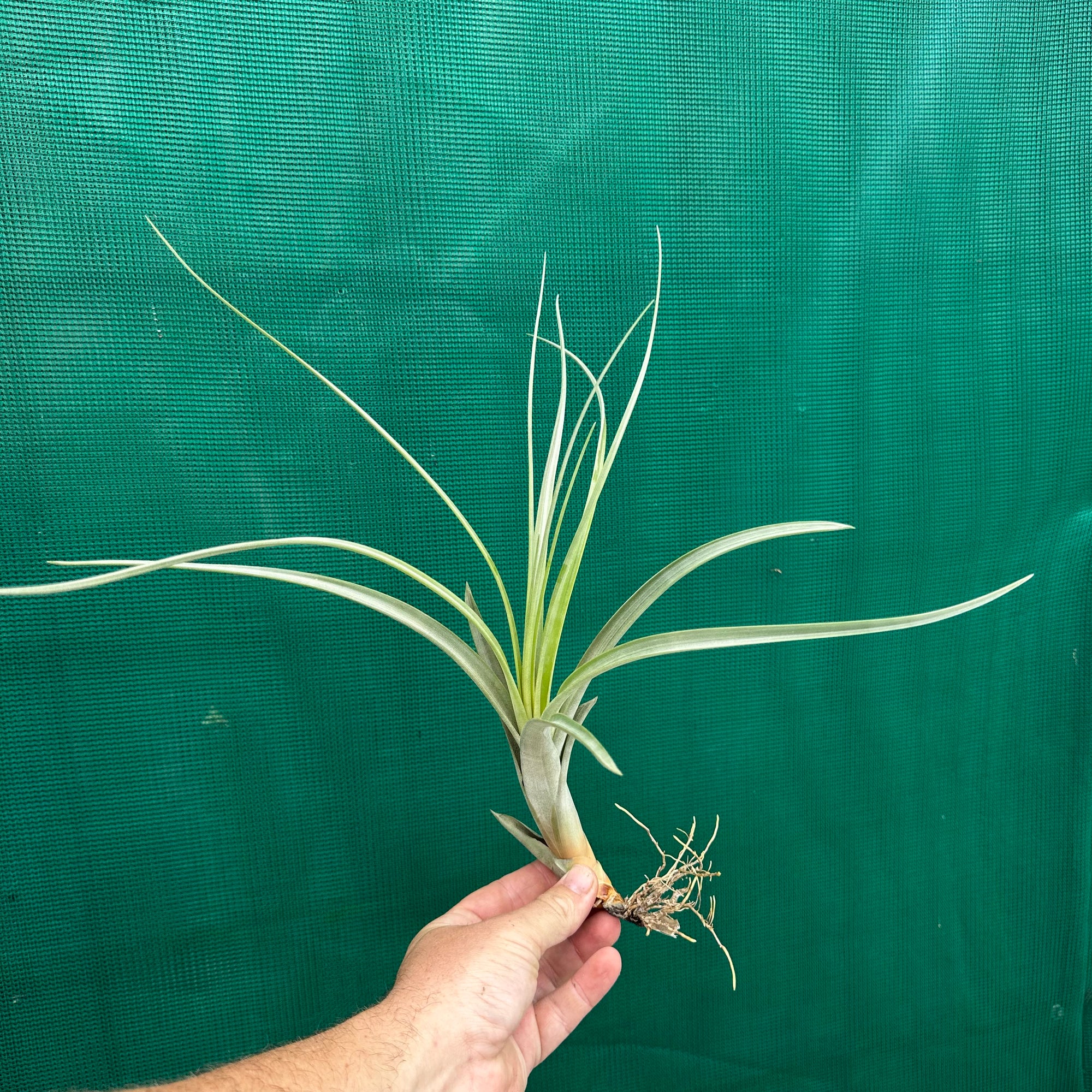 Tillandsia - x smalliana