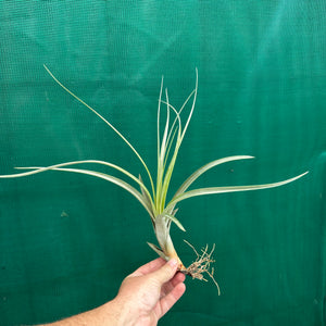 Tillandsia - x smalliana