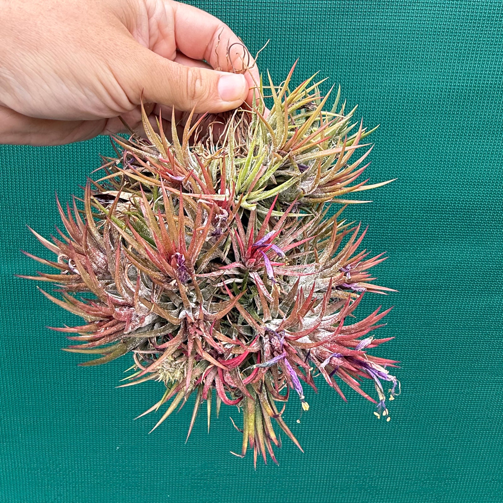 Tillandsia ionantha 'Honduras’ ex. Tropiflora (Mature Clump) NEW