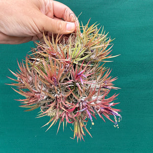 Tillandsia ionantha 'Honduras’ ex. Tropiflora (Mature Clump) NEW