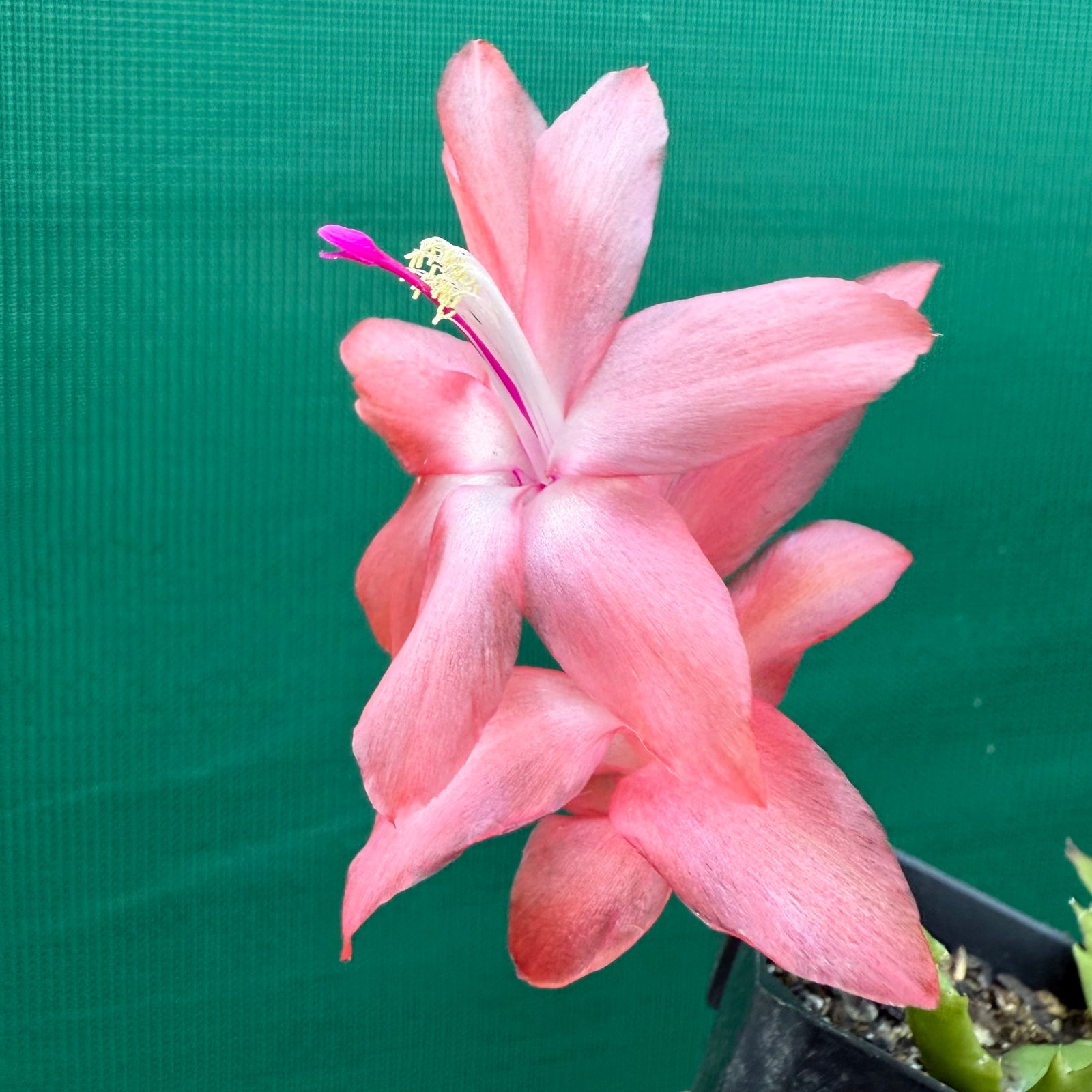 Zygocactus Blazing Fantasy