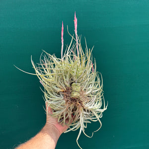 Tillandsia glabrior (Mature Clump)