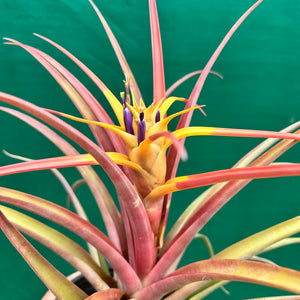 Tillandsia - capitata ‘Marron Chunky’ ex. Heid