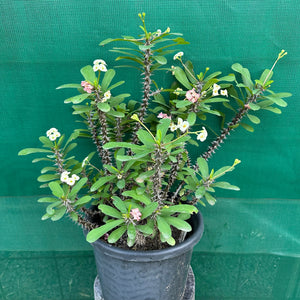 Poysean - Euphorbia milii ‘Dwarf Cream’
