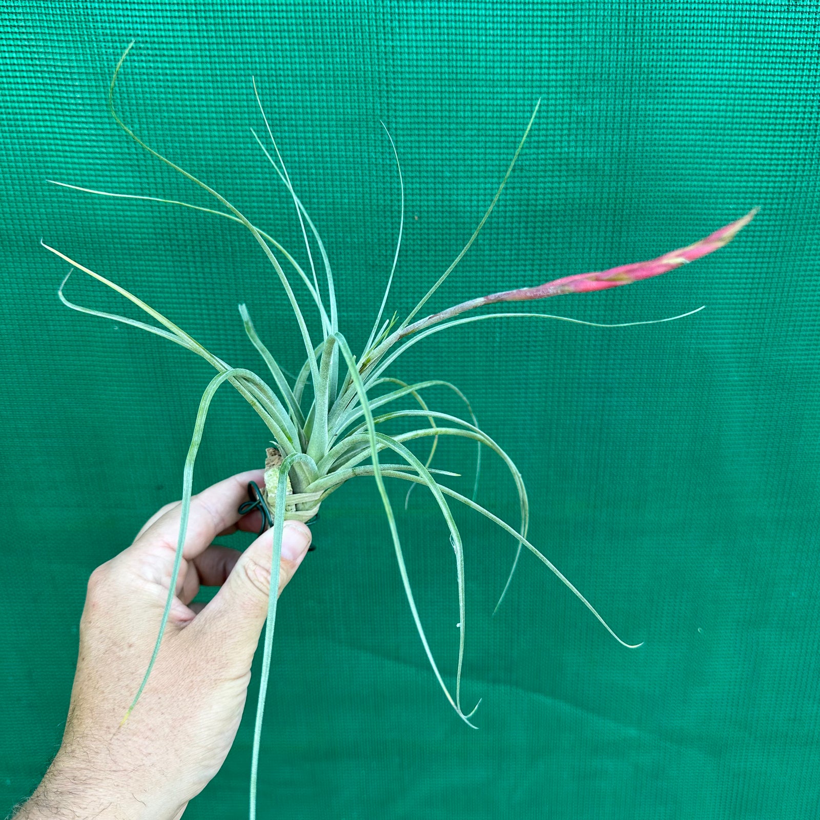 Tillandsia - exserta x lorentziana ex. BG