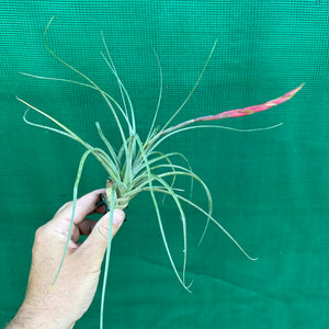 Tillandsia - exserta x lorentziana ex. BG