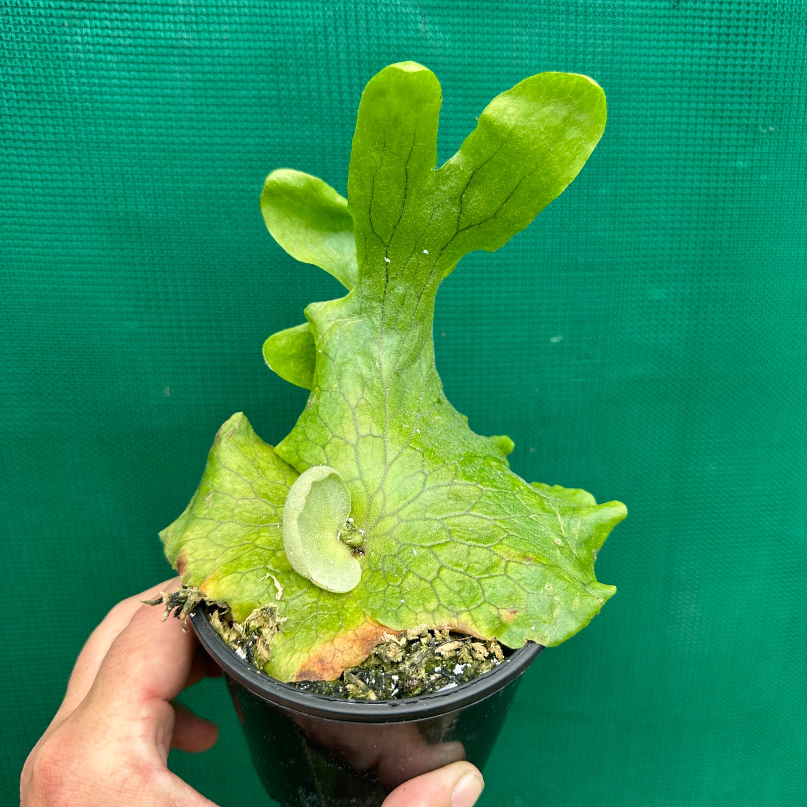 Platycerium - madagascariense