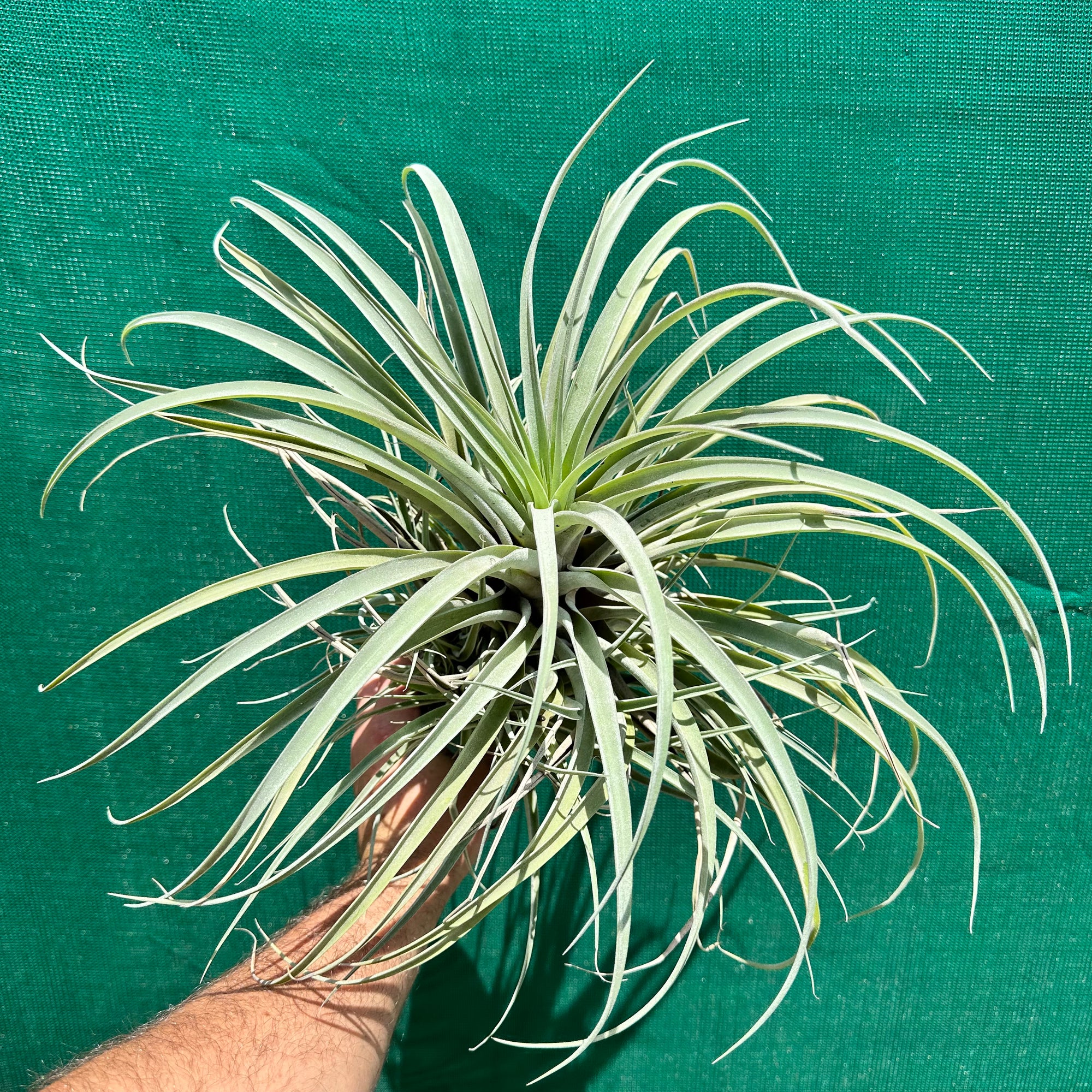 Tillandsia - capitata ‘Pink’ ex. BG NEW