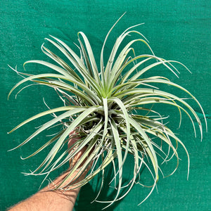 Tillandsia - capitata ‘Pink’ ex. BG NEW