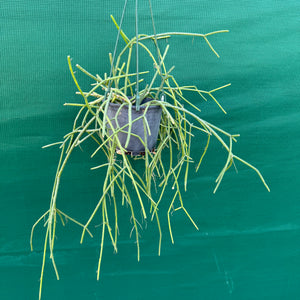 Rhipsalis baccifera f. Dauphinensis - R31