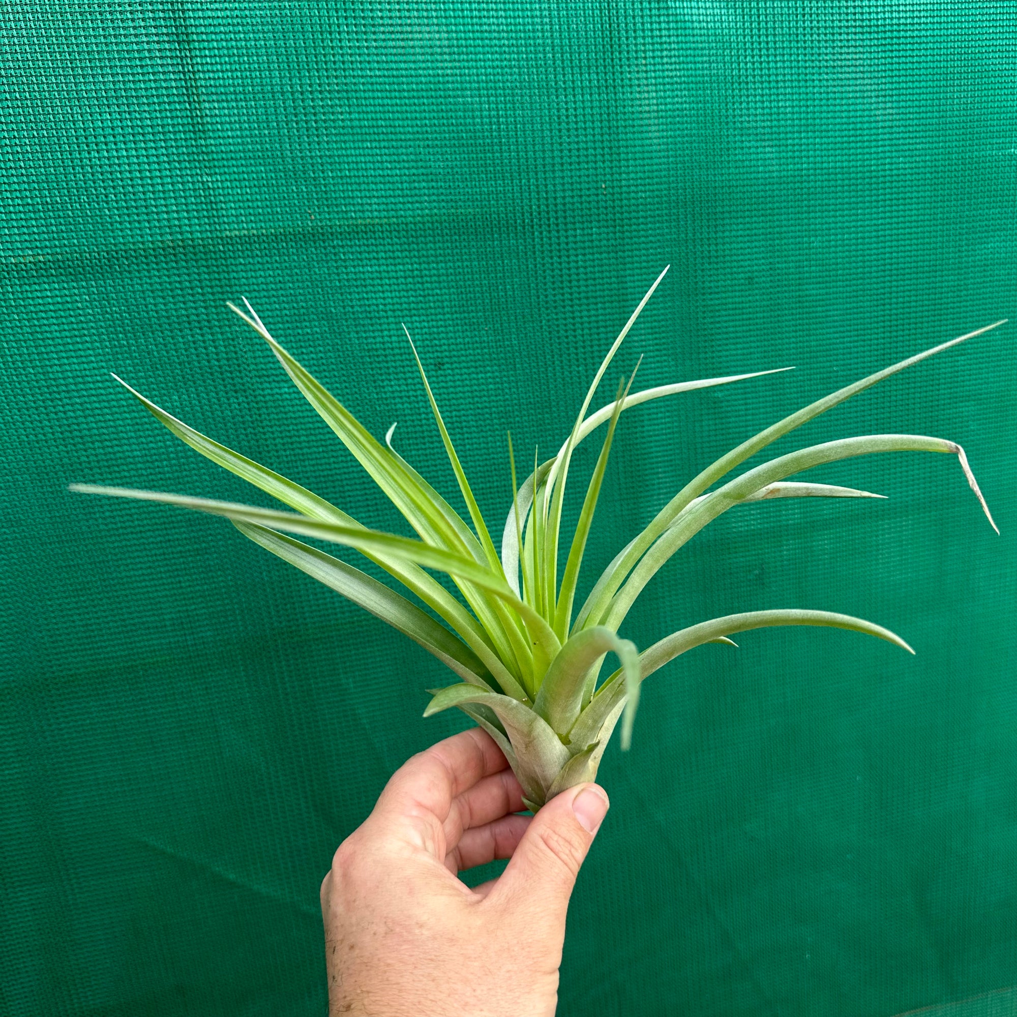 air plants cape town Tillandsia - Capetown