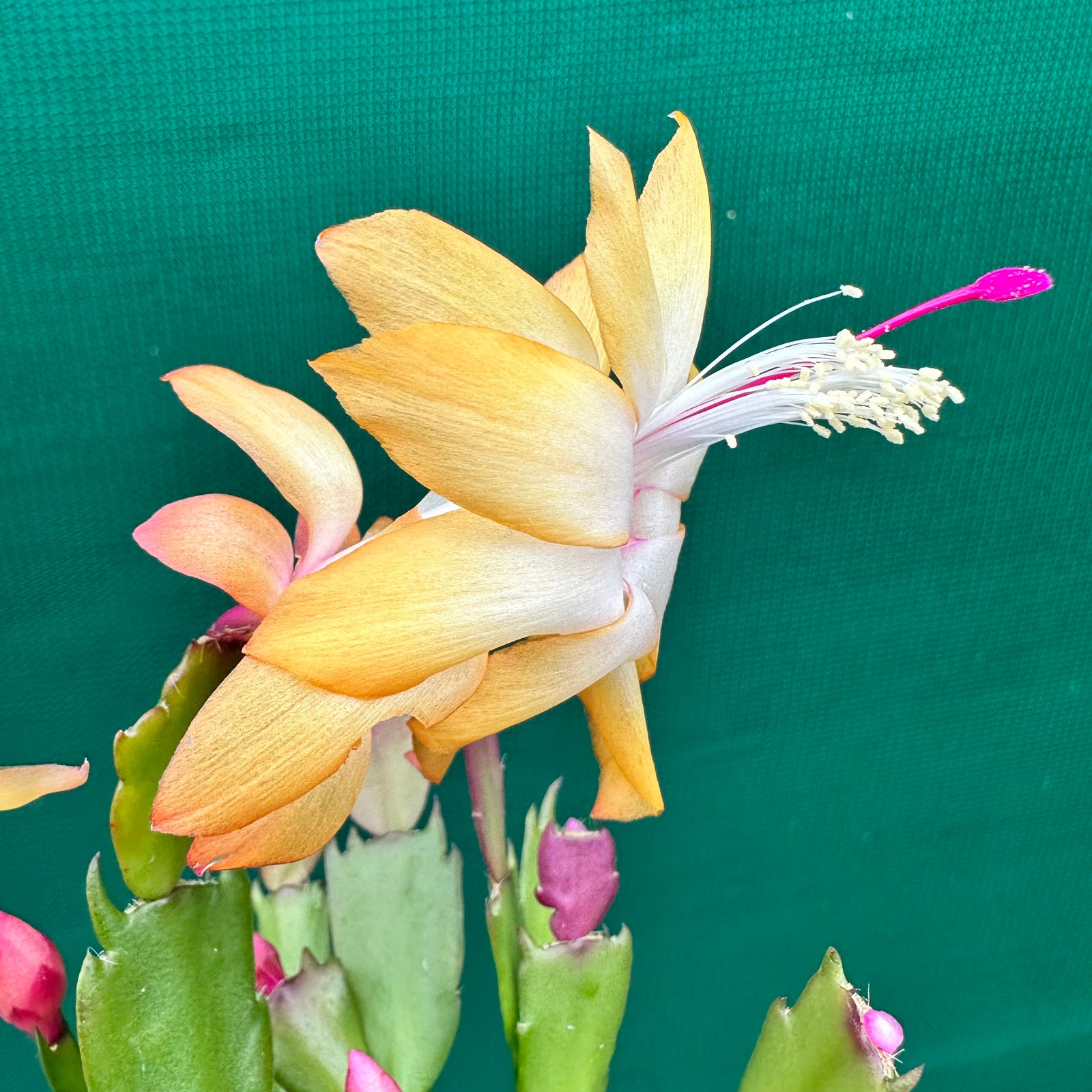 Zygocactus Dutch Yellow