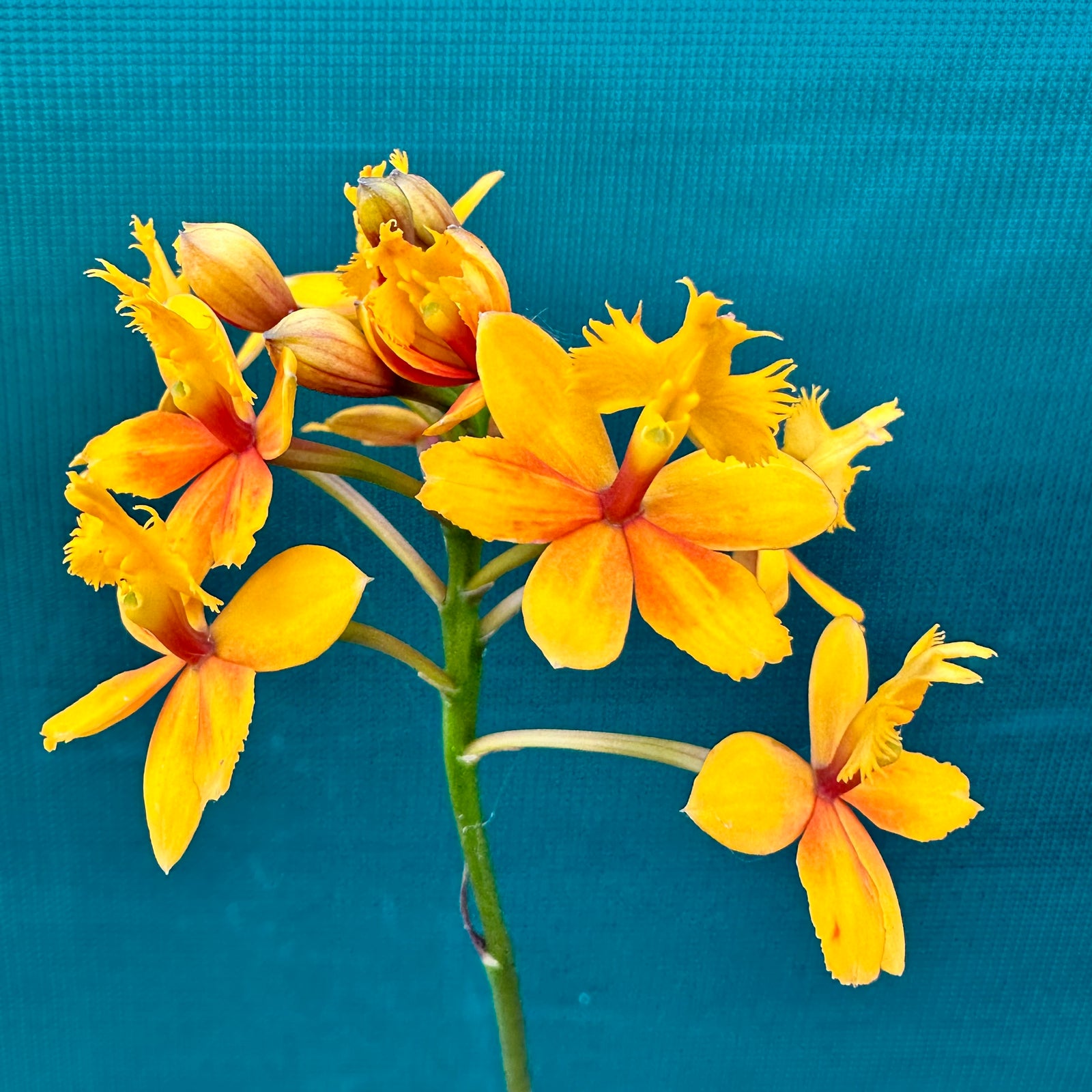 Epidendrum ‘Topaz Butterball Beacon’