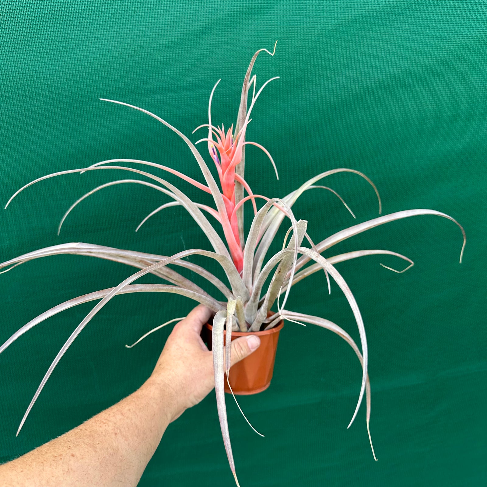 Tillandsia - capitata ‘Yellow’ ex. BH