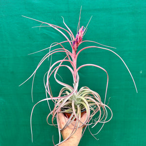 Tillandsia - brachycaulos x exserta ex. BG