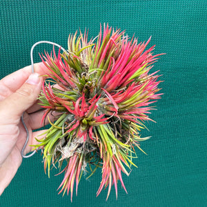 Tillandsia ionantha ‘Fuego’ ex. NR (Mature Clump) NEW