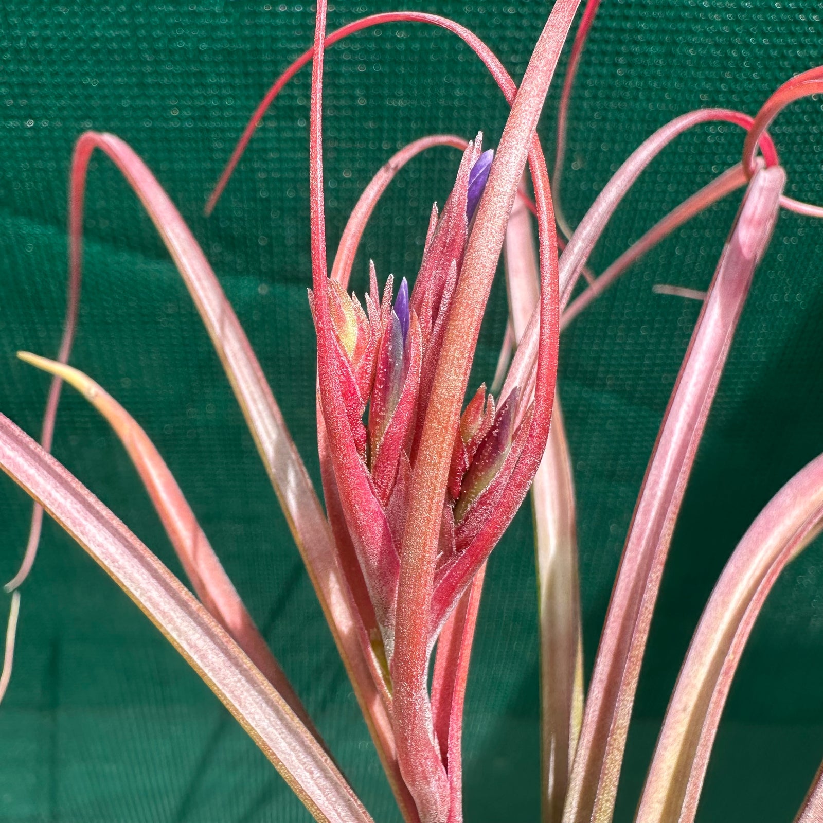 Tillandsia - Halley's Comet x brachycaulos