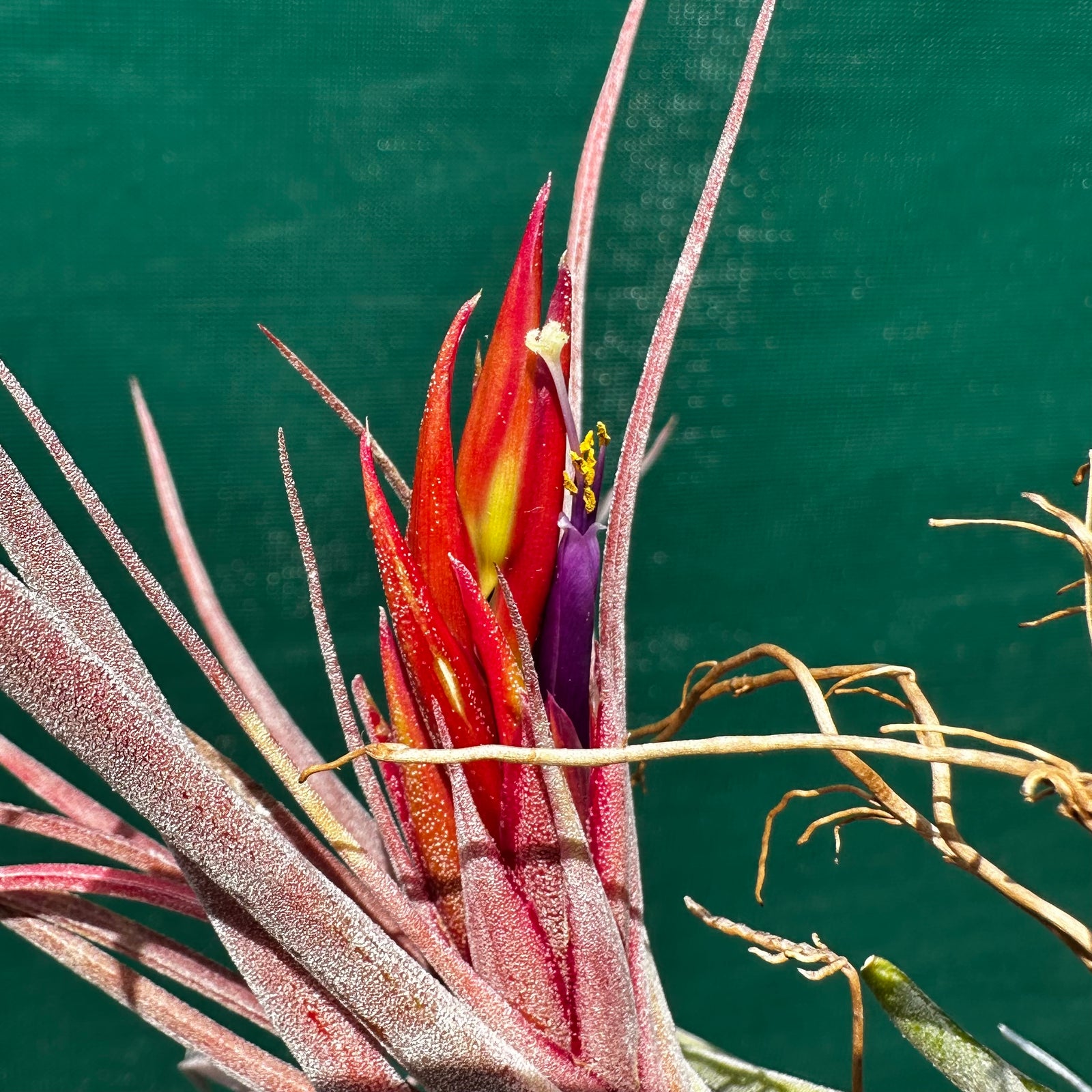 Tillandsia - Yandina NEW