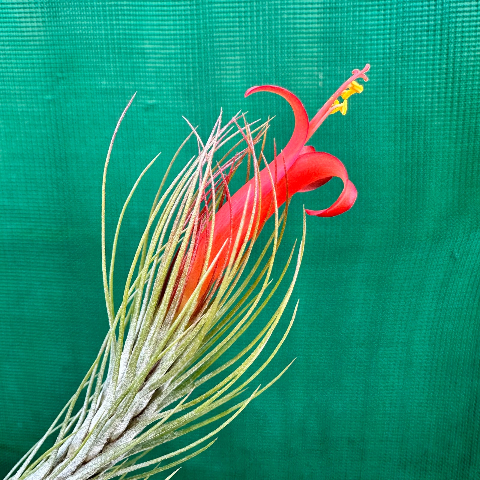 Tillandsia - funckiana