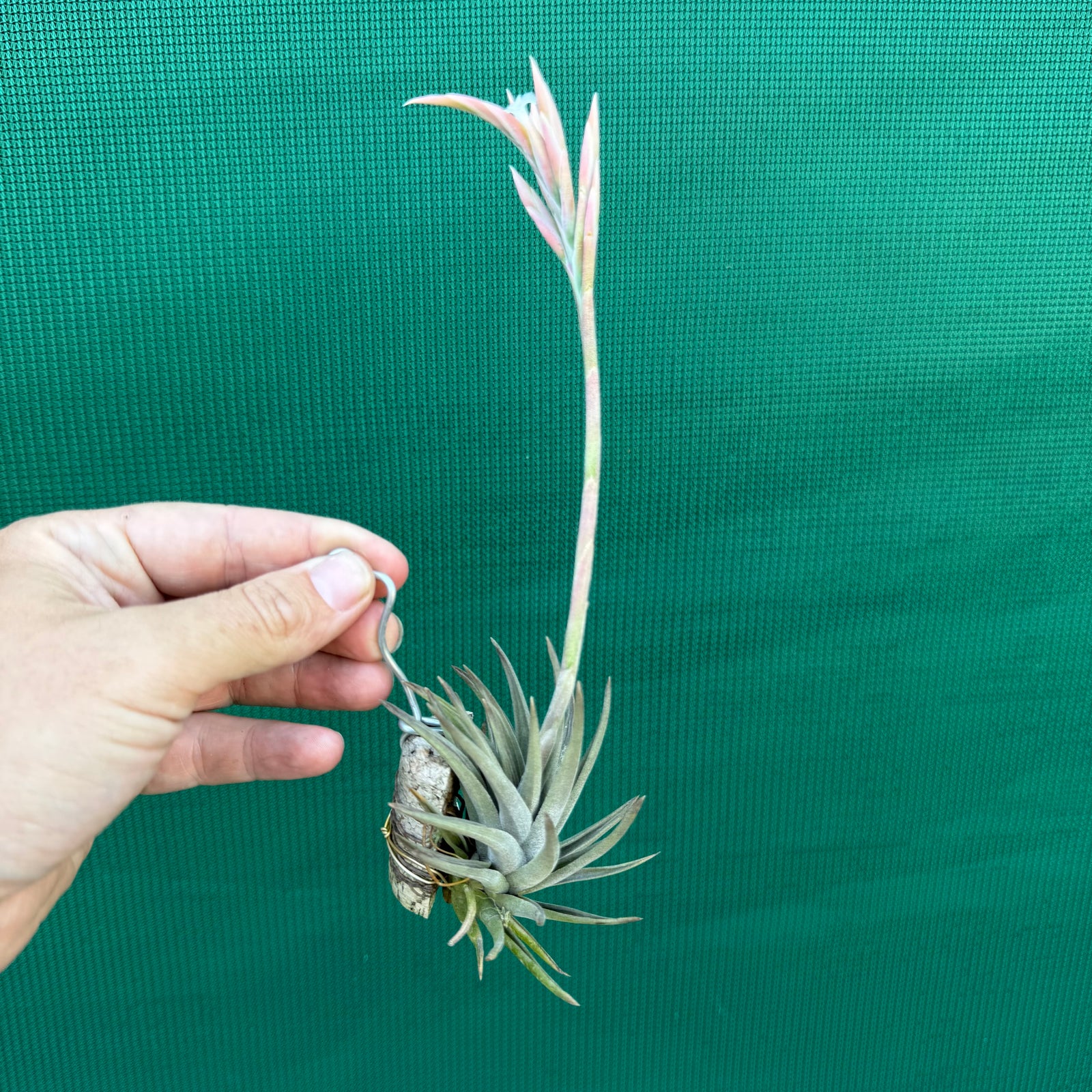Tillandsia - rosacea ex. LH NEW