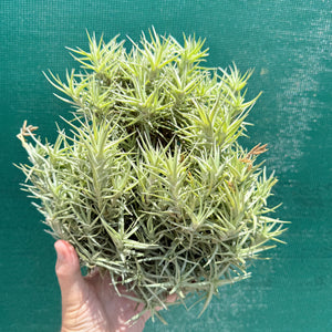 Tillandsia cocoensis (Mature Clump) NEW