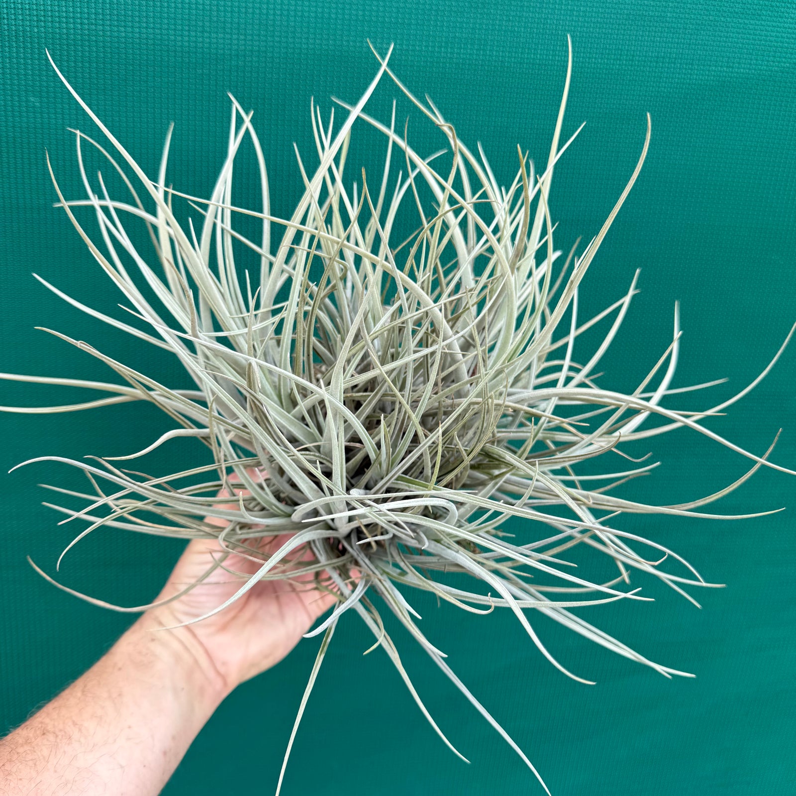 Tillandsia toropiensis ‘Typus’ (Mature Clump)