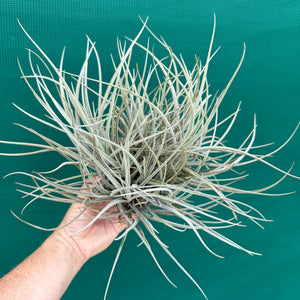 Tillandsia toropiensis ‘Typus’ (Mature Clump)