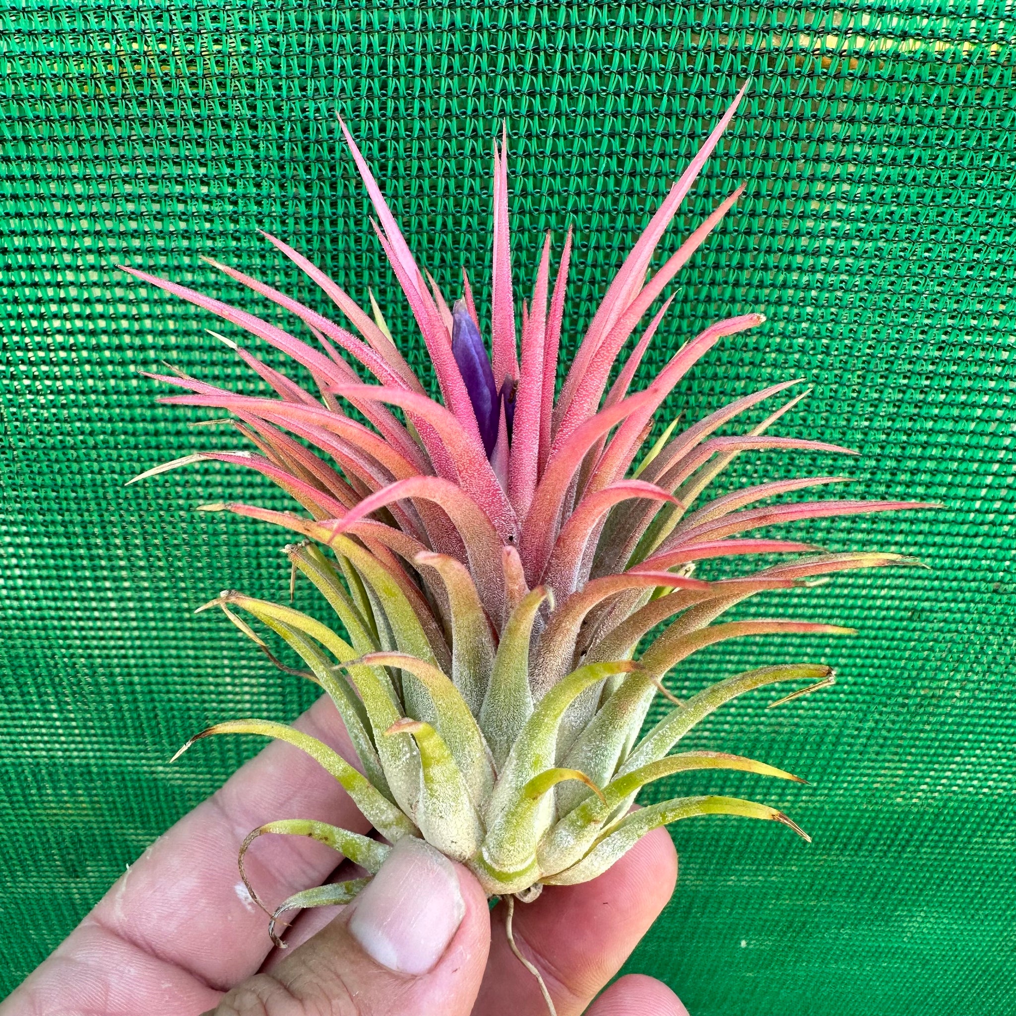 air plant tillandsia ionantha Tillandsia - ionantha 'Ron' (Asian Form)