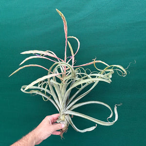 Tillandsia - Graceful ex. NR NEW