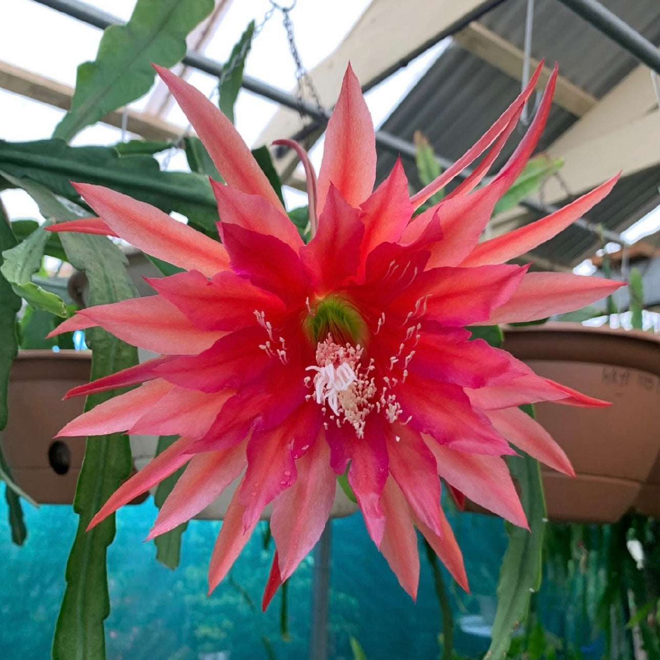 Epi. Hybrid Kiwi Morning Star EH92