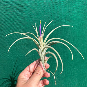 Tillandsia - ionantha x stricta ex. RM