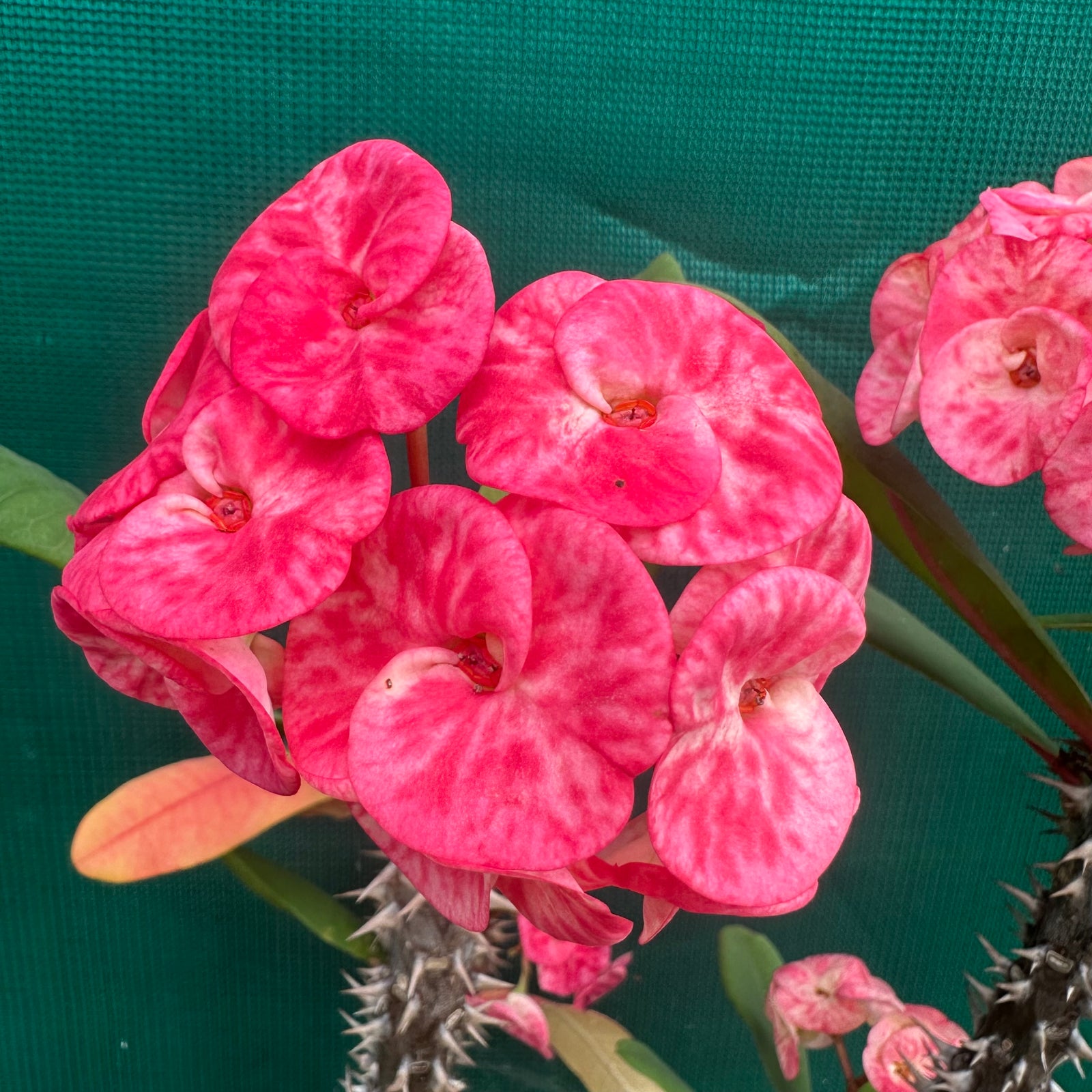 Poysean - Euphorbia milii P109