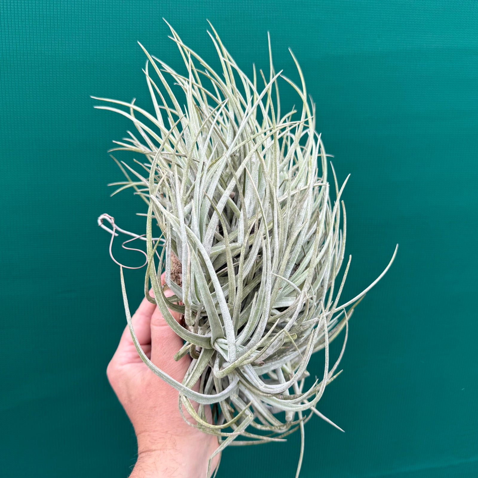 Tillandsia glabrior (Mature Clump)
