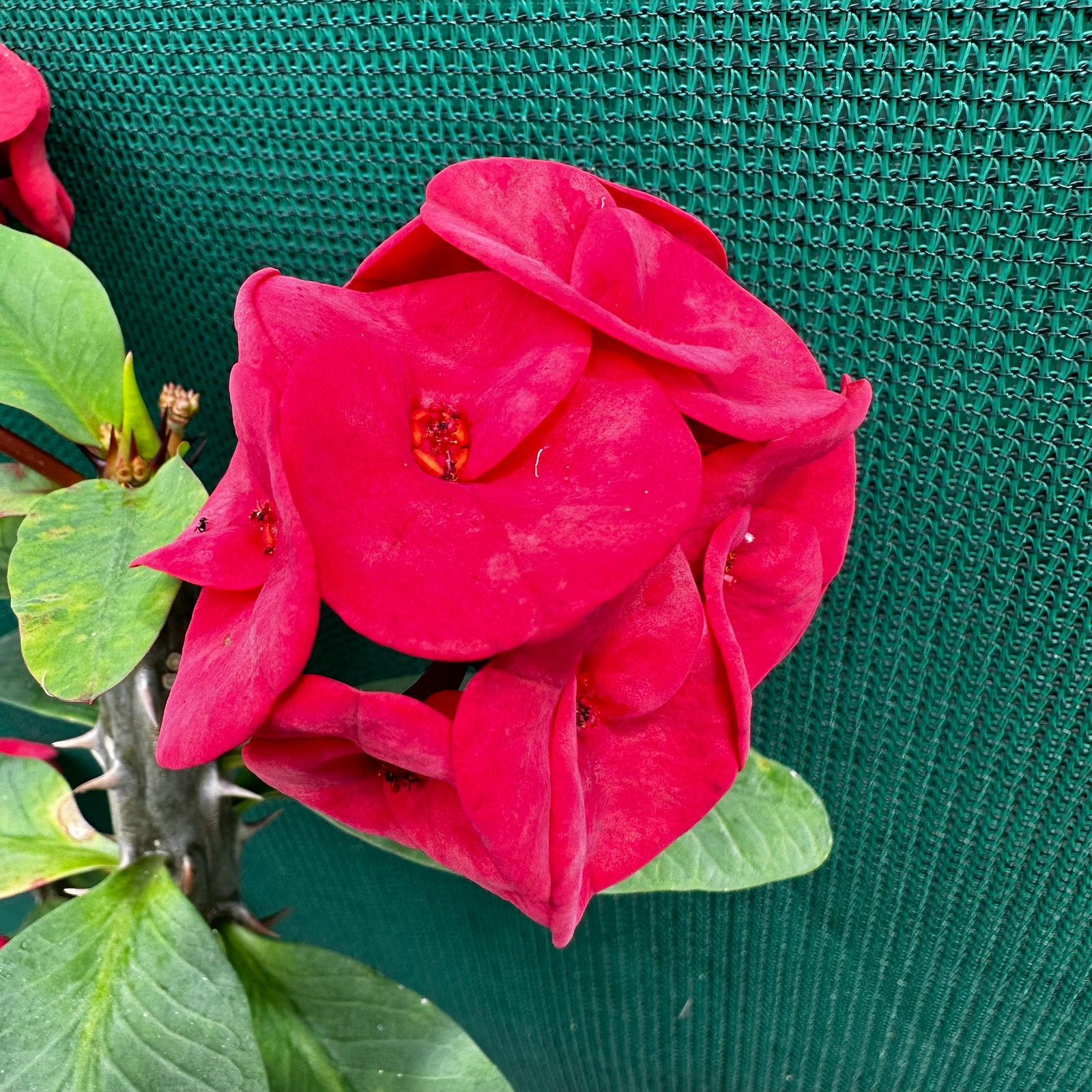 Poysean - Euphorbia milii P104