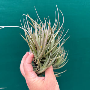 Tillandsia - polzii (Mature Clump) NEW