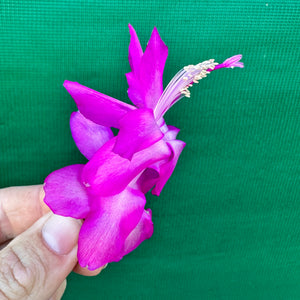 Zygocactus Purple Dancer