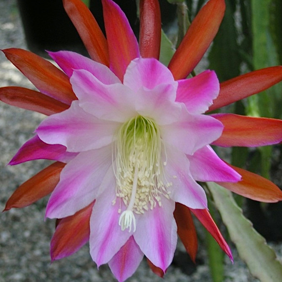 Epi. Hybrid Over The Top EH96