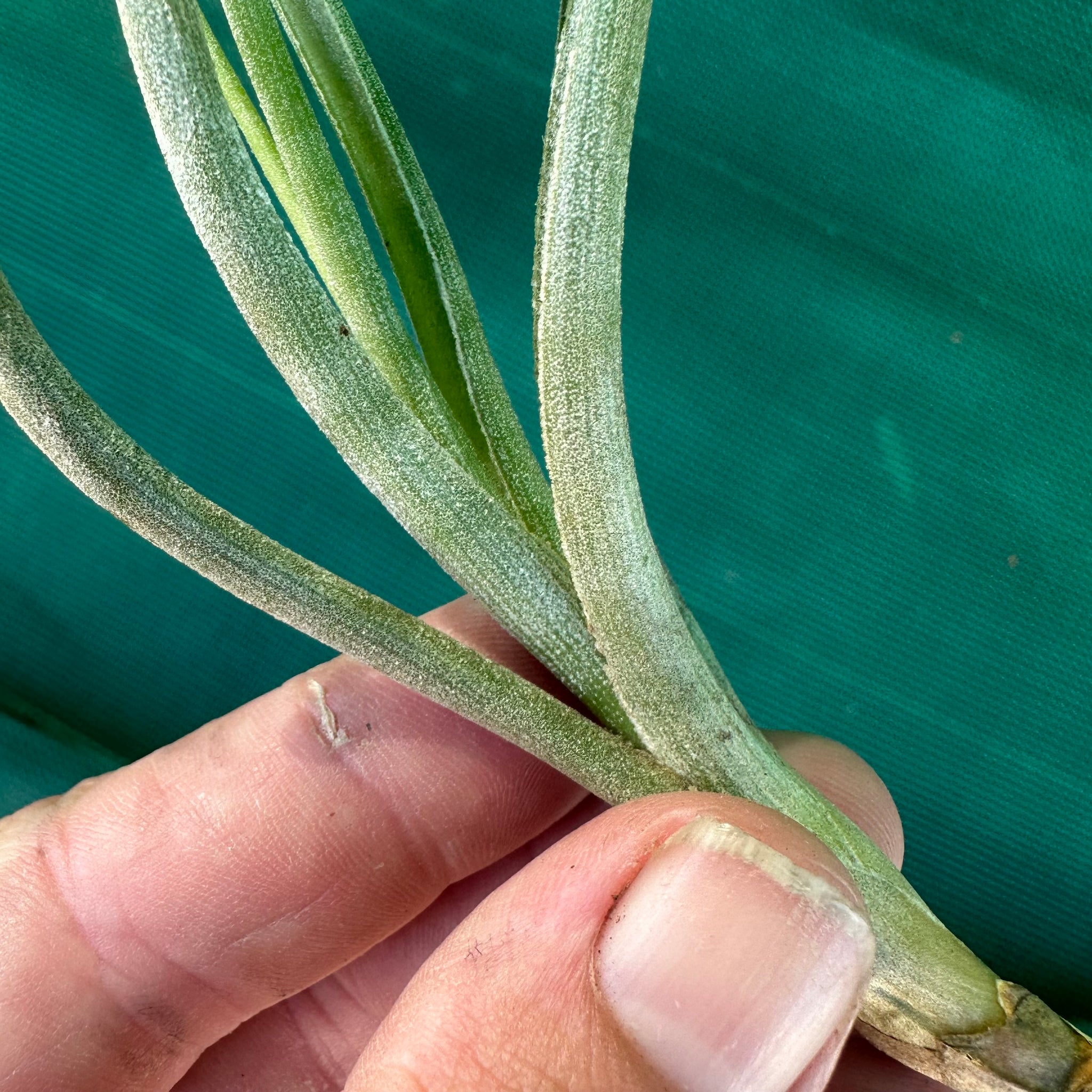 baileyi air plant Tillandsia - baileyi
