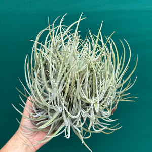 Tillandsia glabrior (Mature Clump) NEW