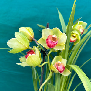 Orchid - Cymbidium ‘Kimberley Splash Teepee’ NEW